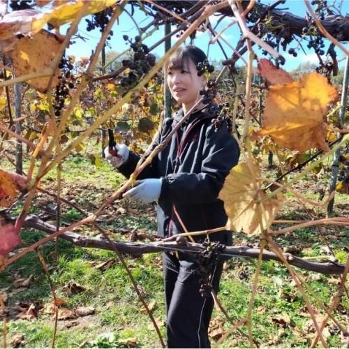 山葡萄の蔓　節、曲り　710g 山葡萄の蔓節、曲り710g