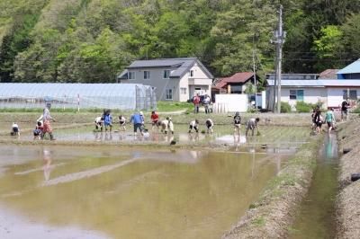 美苫田植え