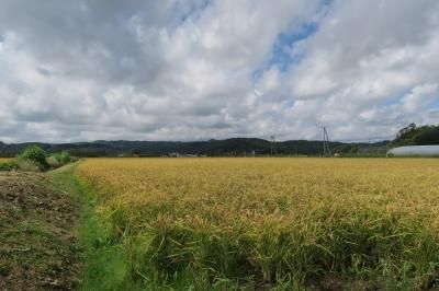 田植え