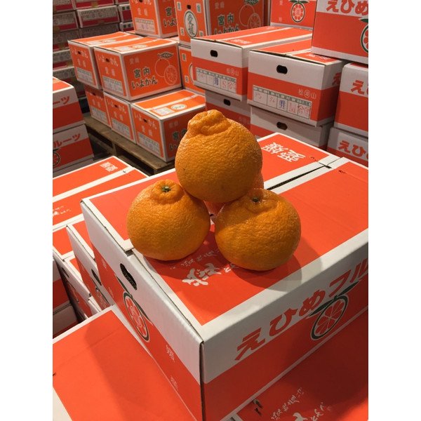 デコポン しらぬい でこぽん 不知火 - 果物