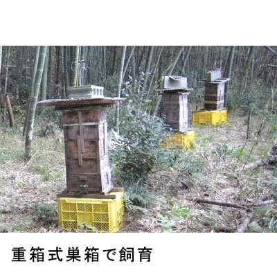 国産はちみつ 日本蜜蜂 【幻のはちみつ 1kg】