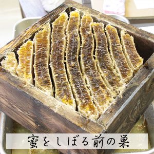 日本蜜蜂(ニホンミツバチ)　幻のはちみつ　300g (国産)