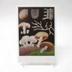 ¾  ơݥȥ 1950s~1960sǯ Edible Mushroom ̤