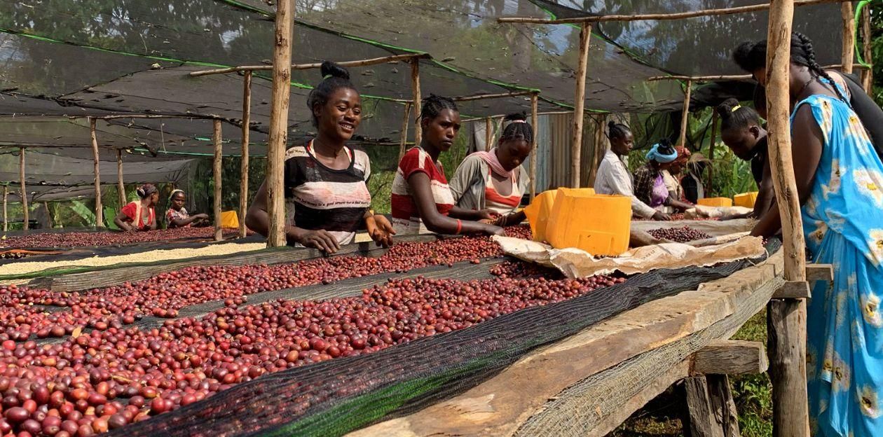 バリスタ世界チャンピオン粕谷哲が選び抜いたアフリカ産コーヒー